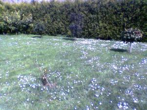 campo-de-las-margaritas.jpg