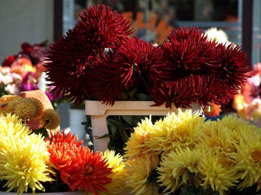 Gracias a Lizard por la foto